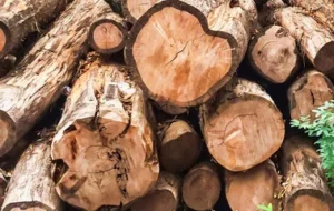 Teak Wood