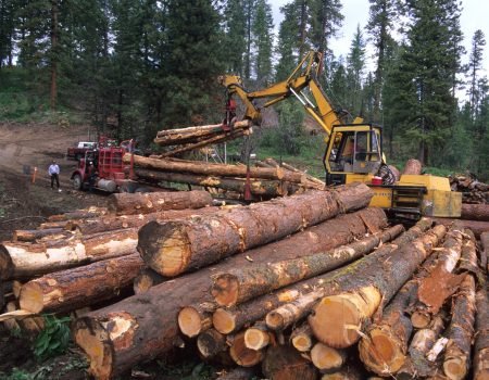 A loader loads logs onto a logging truck in Idaho's Boise National Forest.